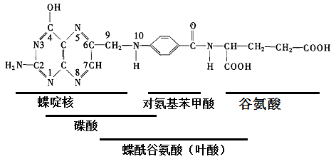 叶酸分子结构式