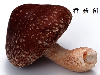 香菇菌