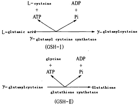 The synthesis of GSH