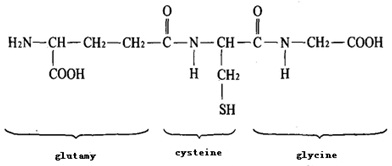 Glutathione (GSH) chemical structural formula