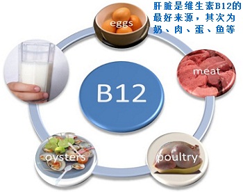 维生素B12的来源