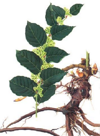 Polygonum cuspidatum plant 
