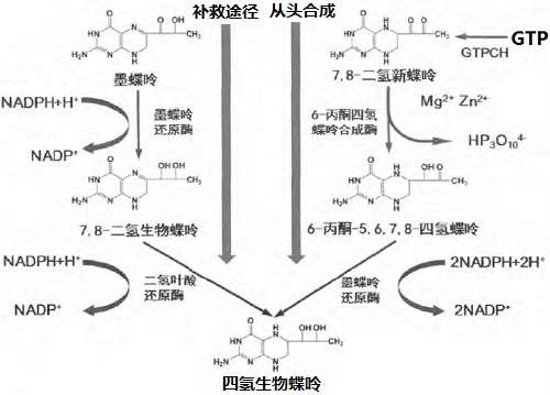 四氢生物蝶呤生物合成的两条途径( 从头合成和补救途径)