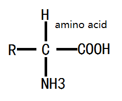 Structure amino acid 26.1 Structures