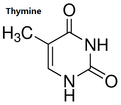 structure of thymine