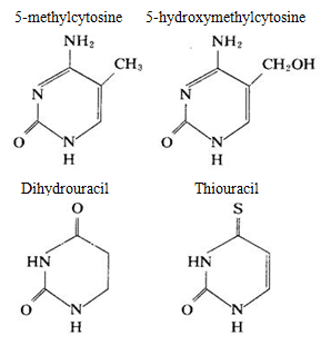DNA mainly contains cytosine and thymine while RNA mainly contains cytosine and uracil, in some nucleic acids, there are also small amount of pyrimidine modified base
