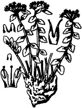 a figure of plant Rhodiola.