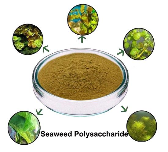 Seaweed polysaccharide-1.jpg