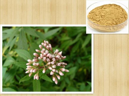 Fortune-Eupatorium-Herb-Extract.jpg