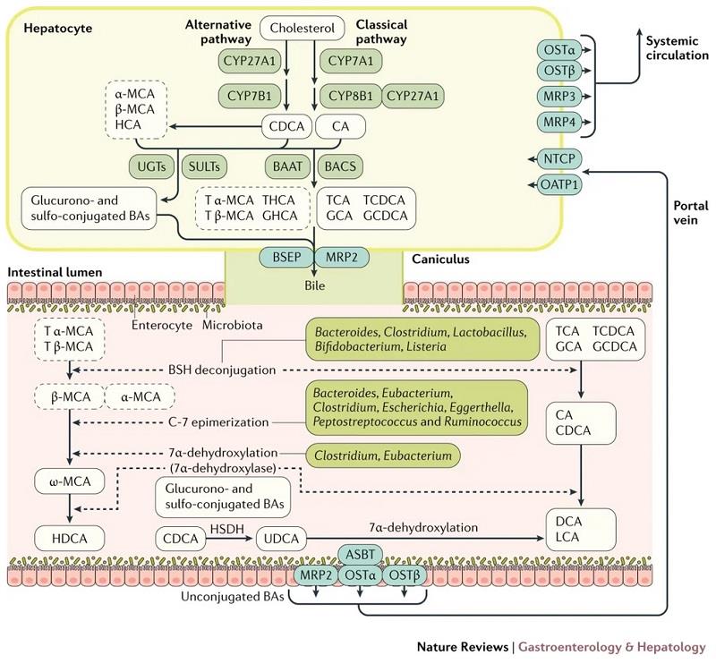 胆汁酸的合成、运输和代谢