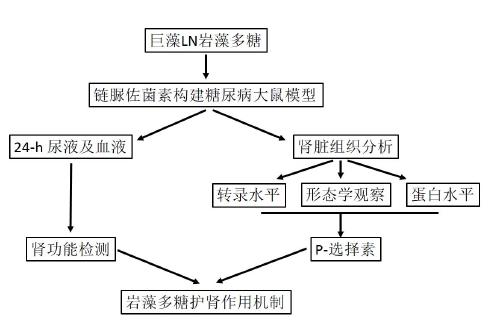 岩藻多糖新用途——糖尿病肾病的潜在药物