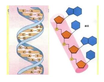核苷酸的营养作用
