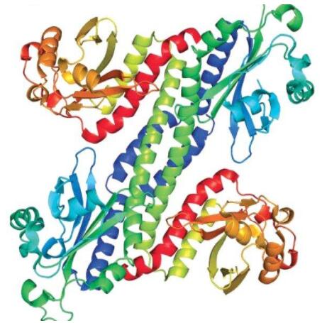 Phosphatase-2AC antibody.jpg