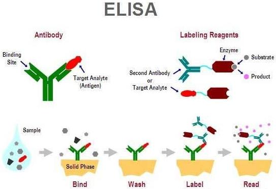 人胱硫醚Β-合酶(CBS)ELISA KIT