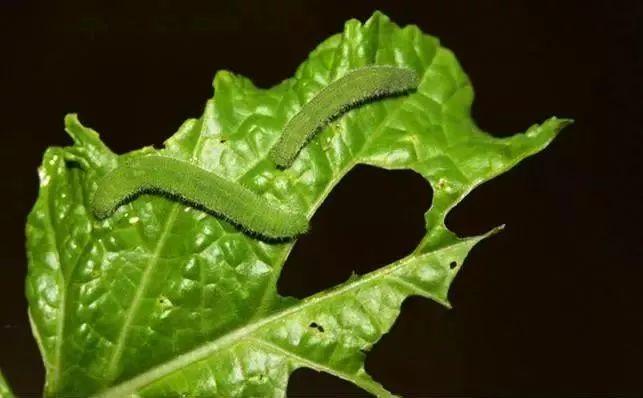  虫酰肼能杀什么虫？如何正确使用虫酰肼？ 