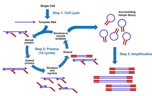 单细胞全基因组扩增试剂盒