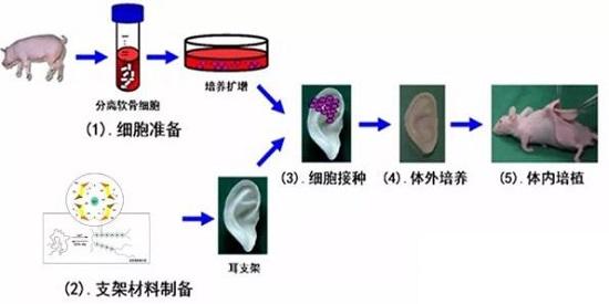 海藻酸钠，能做的远比你知道的多