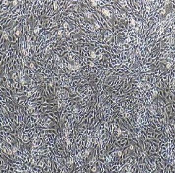 PC-12(高分化)大鼠肾上腺嗜铬细胞瘤细胞(高分化)