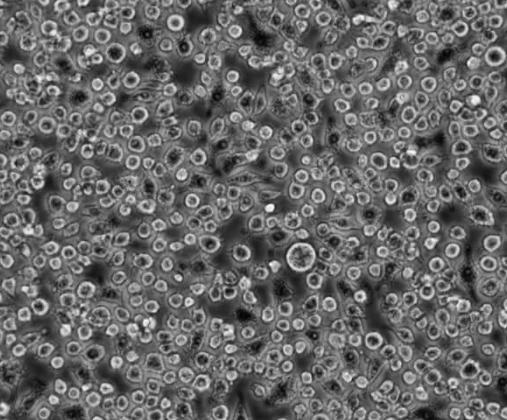 MH-S小鼠肺泡巨噬细胞