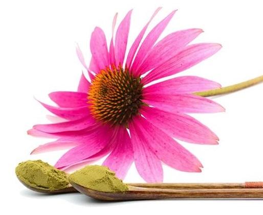 Echinacea Extract.jpg