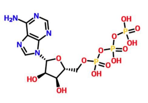 三磷酸腺苷的性质与生物合成