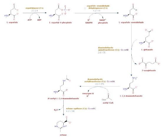 96702-03-3 biosynthesisEctoine