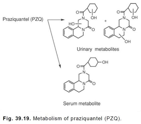 Metabol ism of praziquantel.jpg