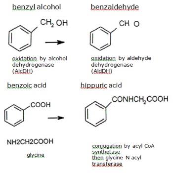 Metabolism of benzyl alcohol 