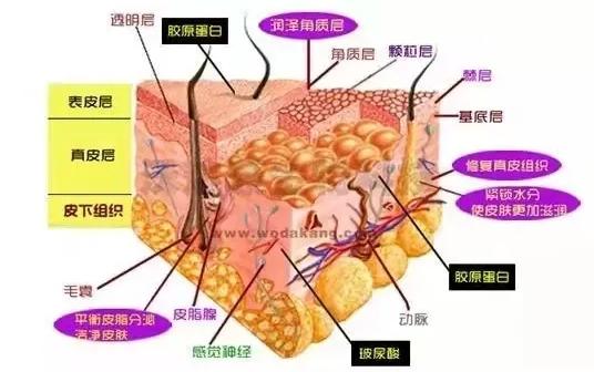 重组人源胶原蛋白在皮肤美容中的重要作用