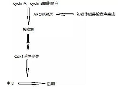 秋水仙素为什么会使有丝分裂的细胞停滞于中期？