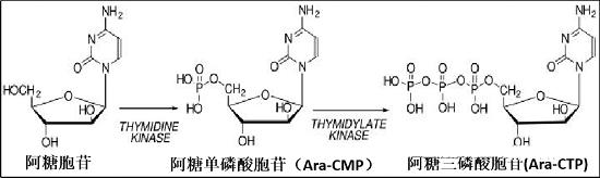 抗肿瘤药物---阿糖胞苷