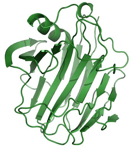 cellulase.png