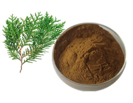 Platycladus orientalis leaf powder.jpg