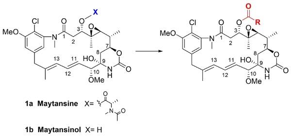Structure of maytansine (1?a), maytansinol (1?b), and the generic acylation reaction of maytansinol