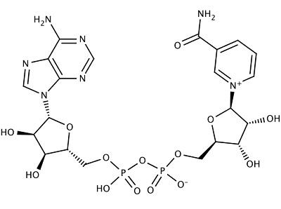 53-84-9 β-Nicotinamide adenine dinucleotideapplicationusesproperties
