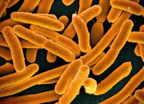 乳酸杆菌真的能调整肠道吗？