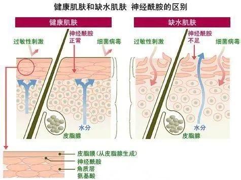 水润修护的核心成分——神经酰胺