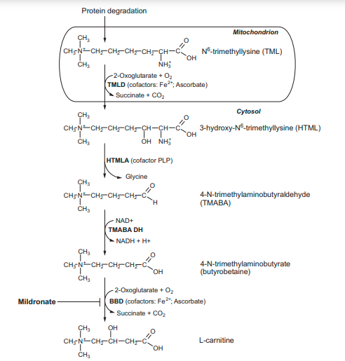 76144-81-5 Mildronate; Application and Pharmacology;  Antiischemic