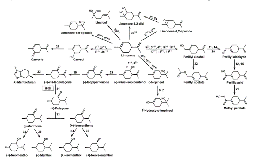 138-86-3 D-limonene; odor;Microbial biosynthesis;toxicity