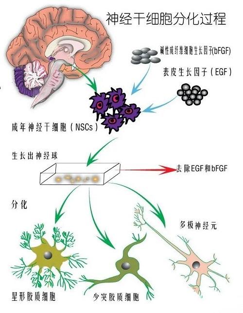 神经干细胞的全面解读