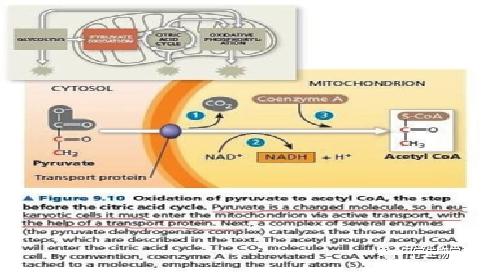 丙酮酸进入线粒体的方式