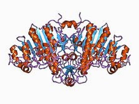 Alkaline Phosphatase.jpg