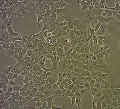 	BNL CL.2 小鼠胚胎肝细胞