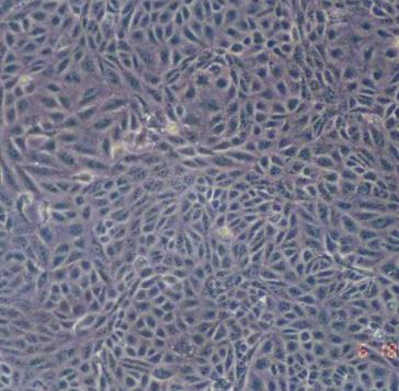 非洲绿猴SV40转化的肾细胞
