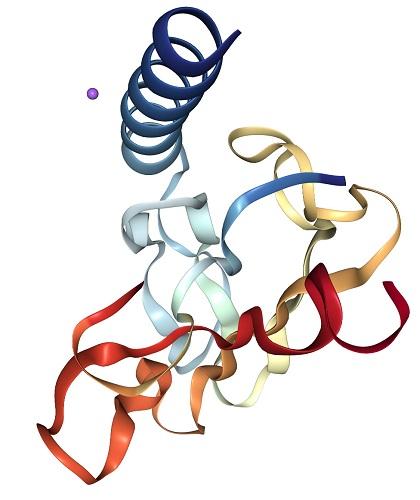 Calcitonin.jpg