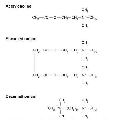  Suxamethoniumsuccinylcholine chlorideneuromuscular blocking agent