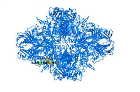 β-Galactosidase.png