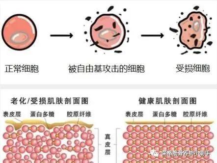 胶原蛋白肽的生理功能