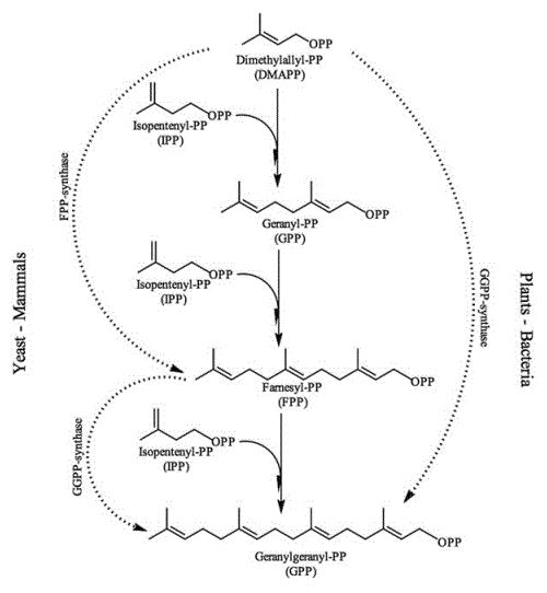 Biosynthesis of geranylgeranyl pyrophosphate