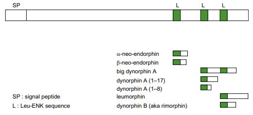 Several peptides with differential length